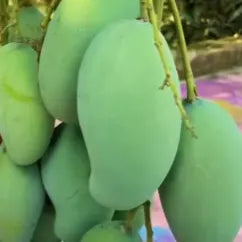 Amrapali Mango Plant – Grafted Mango Tree