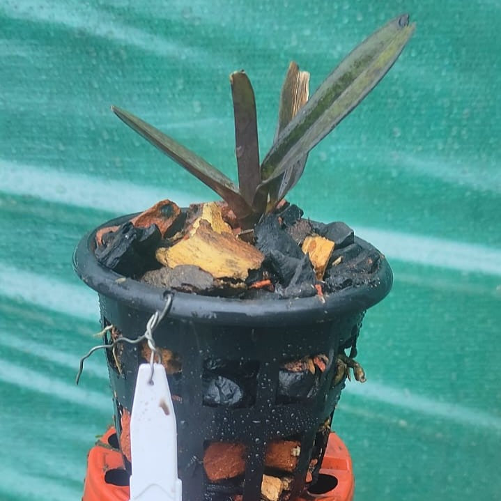 Ascocentrum ampullaceum (Mini Fire Orchid)