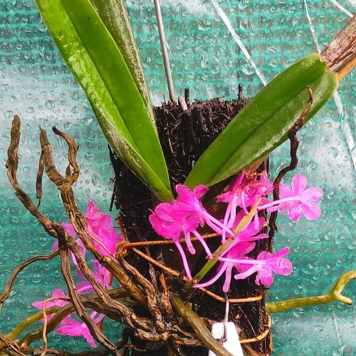 Ascocentrum ampullaceum (Mini Fire Orchid)