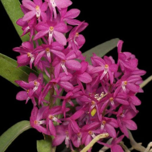 Ascocentrum ampullaceum (Mini Fire Orchid)