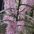 Ascocentrum christensonianum (Pink Ascocentrum Orchid)