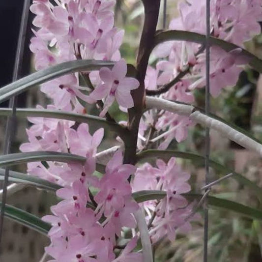 Ascocentrum christensonianum (Pink Ascocentrum Orchid)