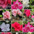 Azalea indica (Azalea Plant)