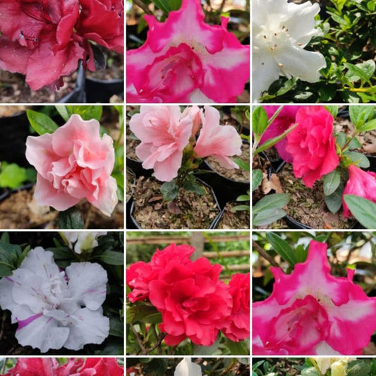 Azalea indica (Azalea Plant)