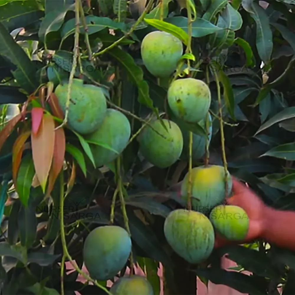 Bari 4 Mango “Mangifera indica" – plant