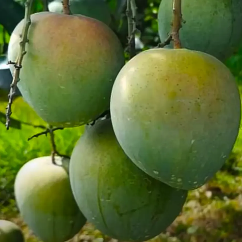 Bari 4 Mango “Mangifera indica" – plant