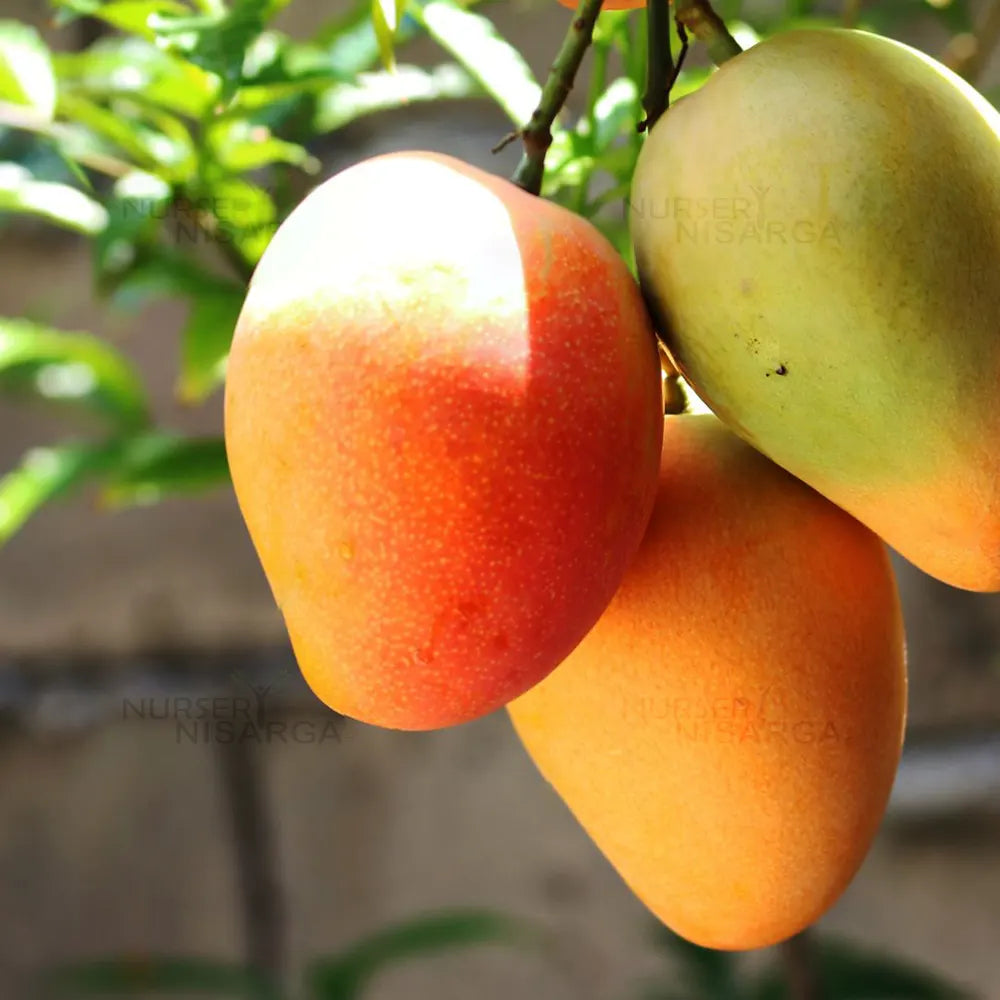 Bari 4 Mango “Mangifera indica" – plant