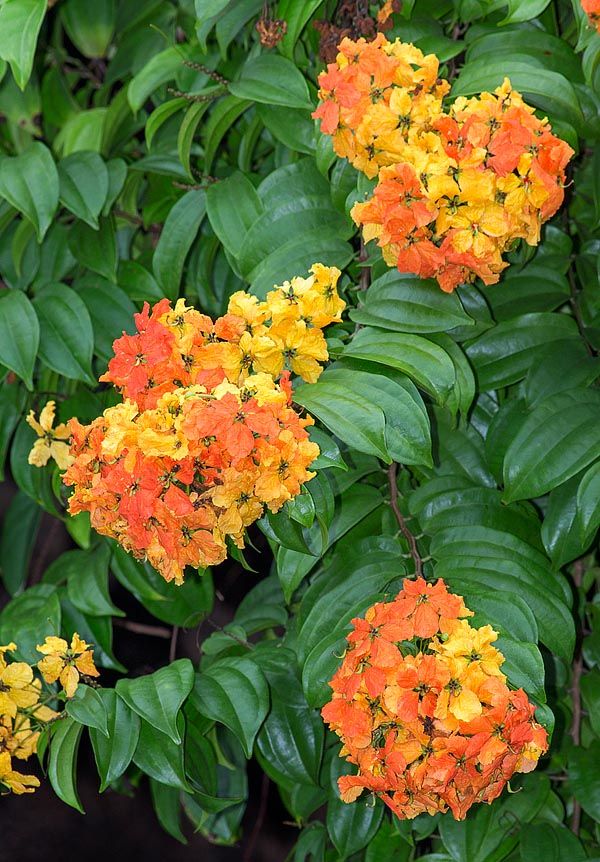 Bauhinia Coccinea vine