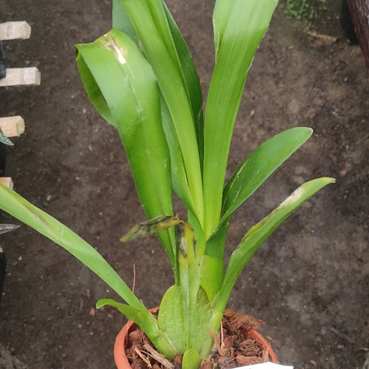Beallara Marfitch (Howard’s Dream Orchid)