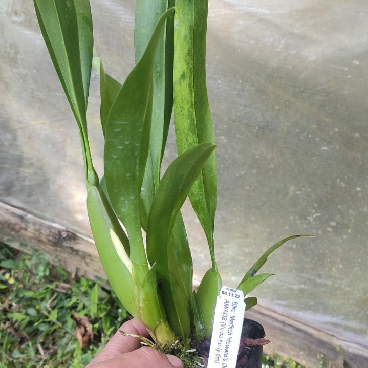 Beallara Marfitch (Howard’s Dream Orchid)