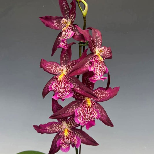 Beallara Marfitch (Howard’s Dream Orchid)