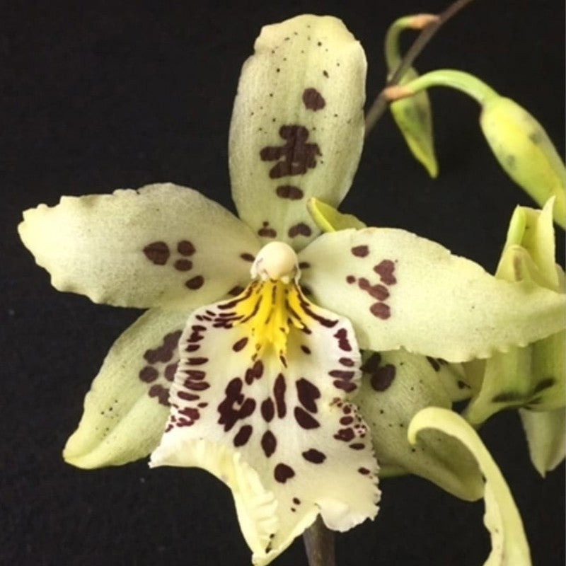 Beallara Snowblind (Sweet Spot)