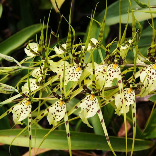 Brassia maculata (Spider Orchid)