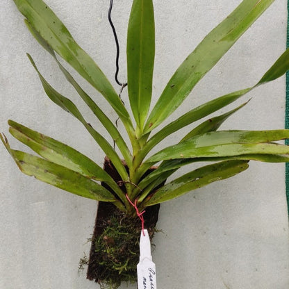 Brassia maculata (Spider Orchid)