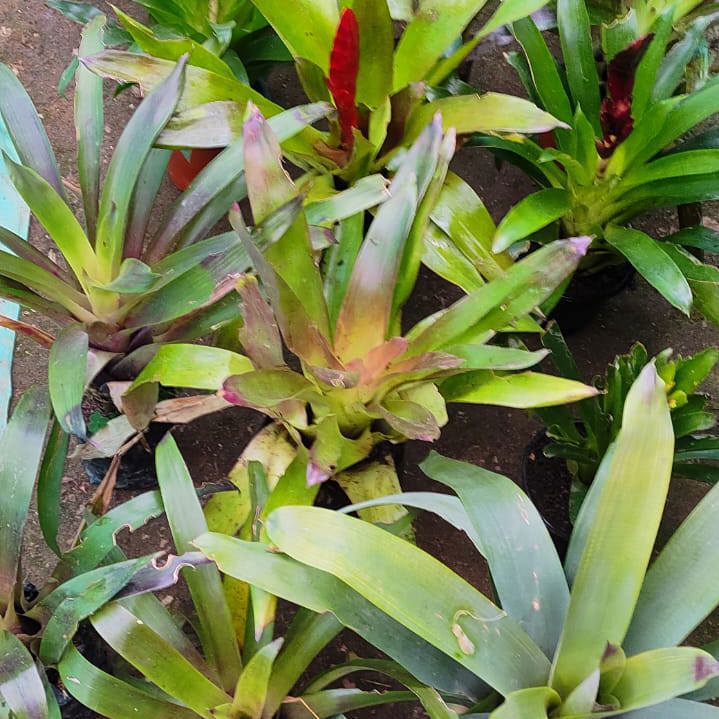 Bromeliads Dark Brown Chocolate