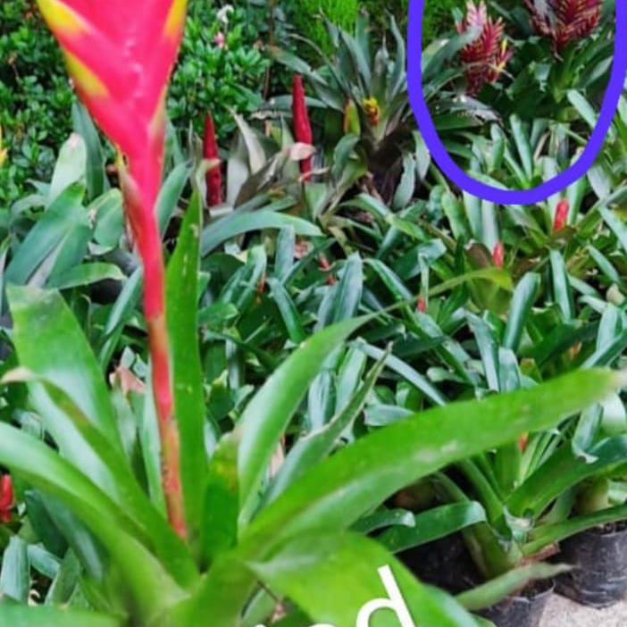 Bromeliad - I