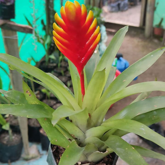 Bromeliad - I