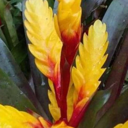 Bromeliad (Yellow with Red Stripe)