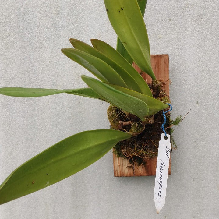 Bulb. Cruentum x Phalaenopsis