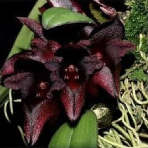 Bulb. Cruentum x Phalaenopsis