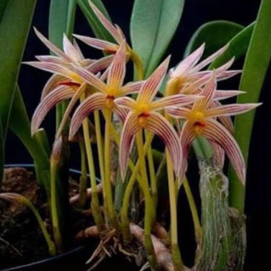 Bulbophyllum Affine