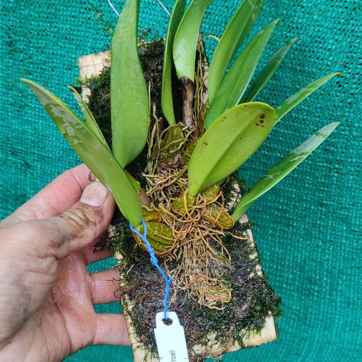 Bulbophyllum Ananda x Frostii (Ananda x Frostii Orchid)