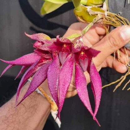 Bulbophyllum Ananda x Frostii (Ananda x Frostii Orchid)