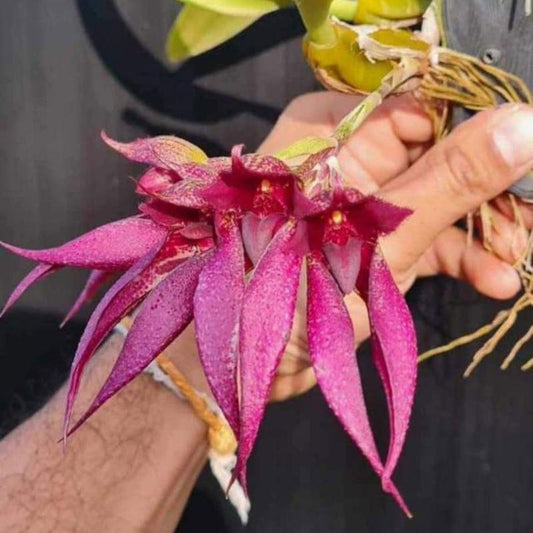 Bulbophyllum Ananda x Frostii (Ananda x Frostii Orchid)