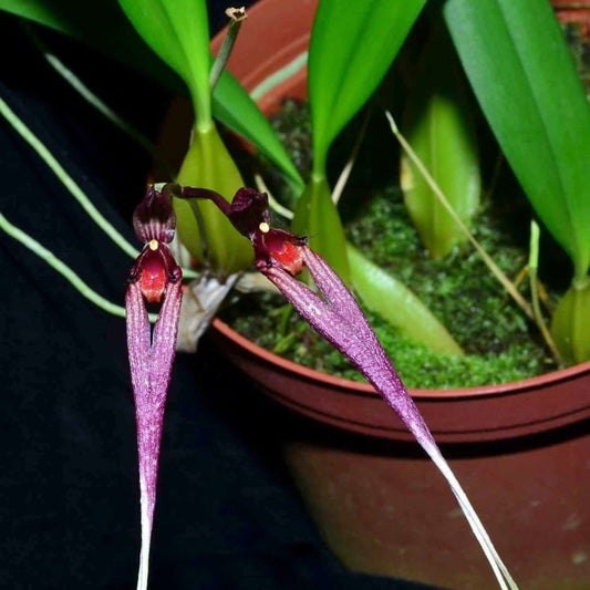 Bulbophyllum Biflorum (Two-Flowered Bulbophyllum)