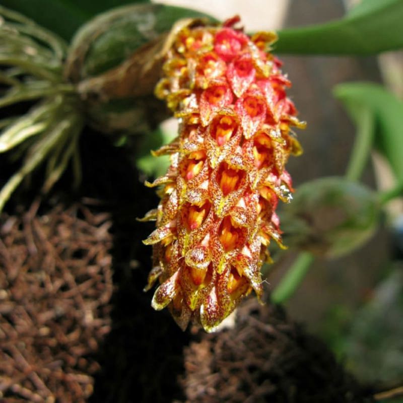 Bulbophyllum Crassipes