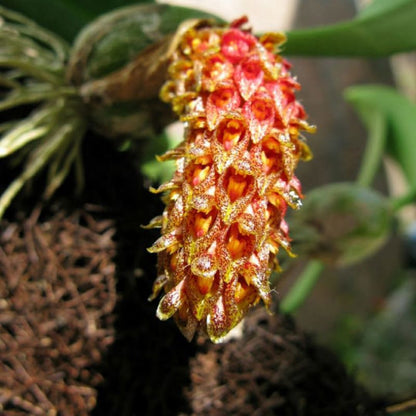 Bulbophyllum Crassipes