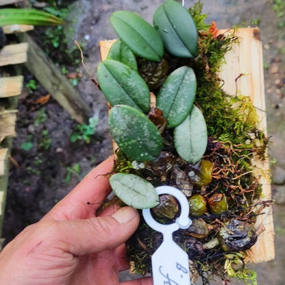 Bulbophyllum Frostii