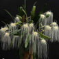 Bulbophyllum medusae (Medusa Orchid)