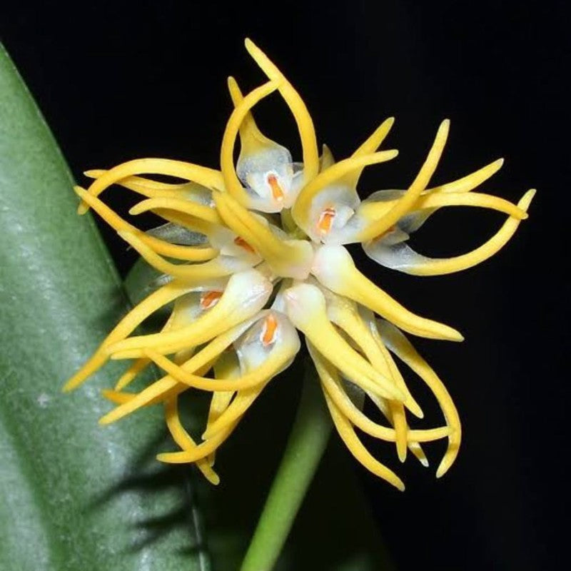 Bulbophyllum odoratissimum (Fragrant Bulbophyllum)