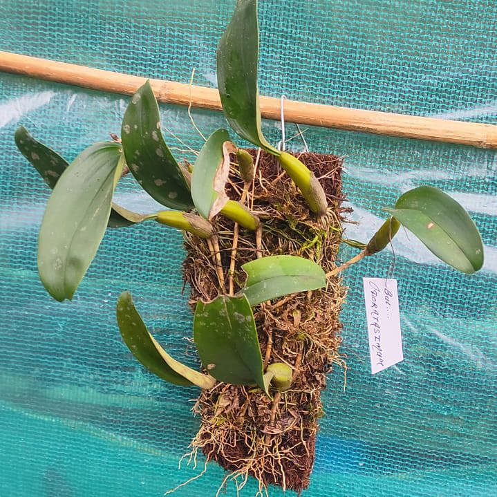 Bulbophyllum odoratissimum (Fragrant Bulbophyllum)