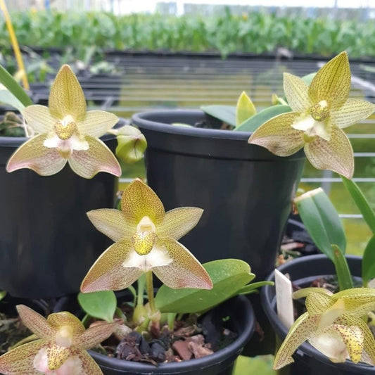 Bulbophyllum pectinatum (Comb-like Bulbophyllum)