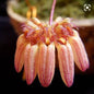 Bulbophyllum Sikkimense