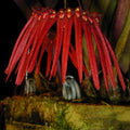 Bulbophyllum thaiorum (Thai Bulbophyllum)