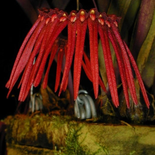 Bulbophyllum thaiorum (Thai Bulbophyllum)
