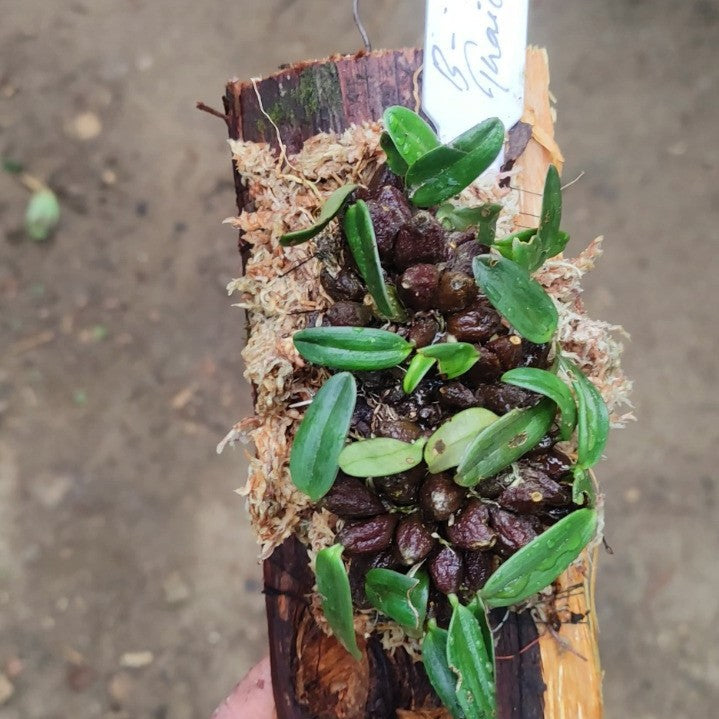 Bulbophyllum thaiorum (Thai Bulbophyllum)