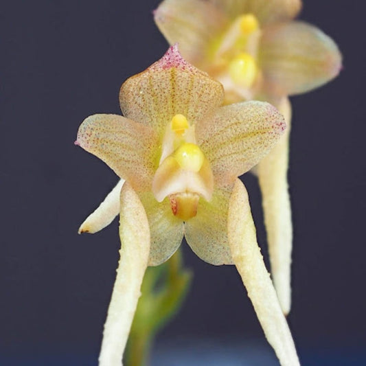 Bulbophyllum umbellatum (Umbrella Bulbophyllum)