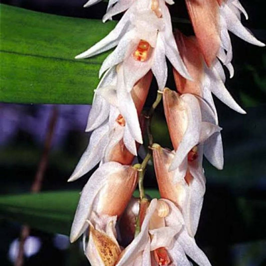 Bulleyana yunnanensis (Yunnan Bulleyana)