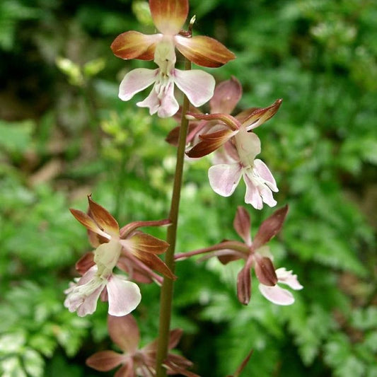 Calanthe discolor (Brown Calanthe Orchid)