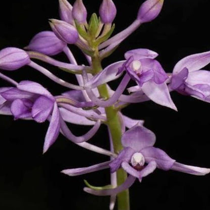 Calanthe masuca (Indian Calanthe Orchid)