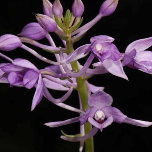 Calanthe masuca (Indian Calanthe Orchid)