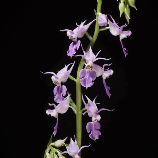 Calanthe puberula (Soft Calanthe Orchid)