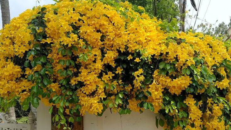 Outdoor plants creeper flowering vine