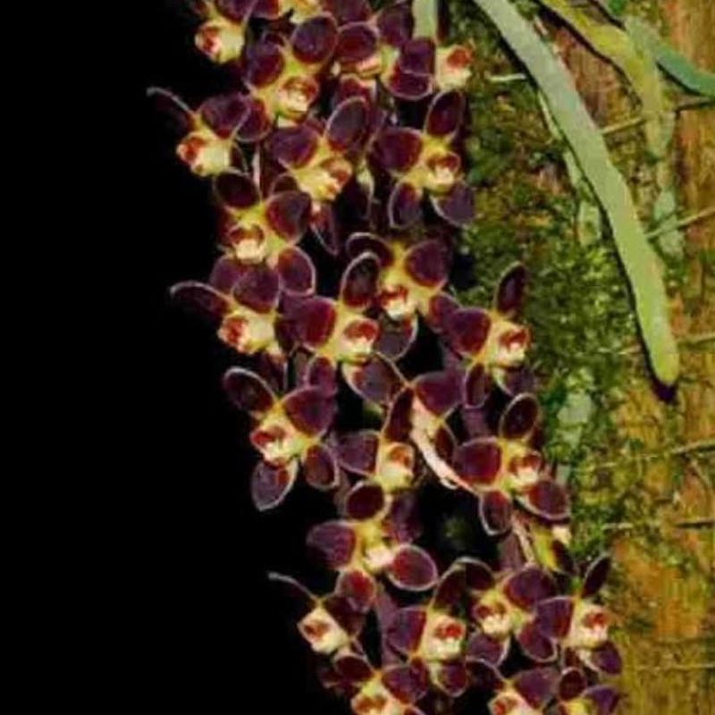 Chiloschista lunifera