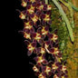Chiloschista lunifera