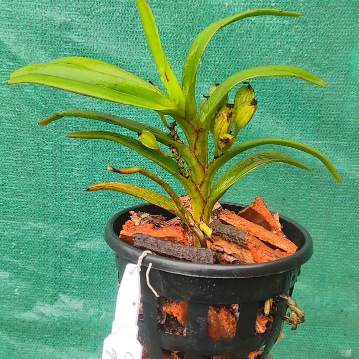 Cleisocentron malipoense (Malipo Blue Orchid)